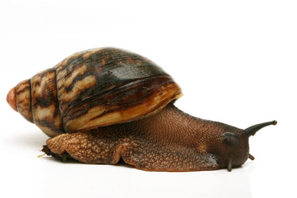 Archachatina marginata cf. egregia Cameroon